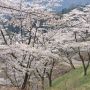 【妙義山さくらの里】天気はイマイチでしたが桜は概ね満開 まだ蕾の状態の木もあったので週末までは保つでしょう