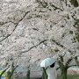 【矢板市・長峰公園】この公園の桜の木はみんな大きいよな～ 