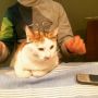 King Kat