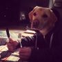 Dinertje met Macky. Zelfs de honden lusten er pap van!