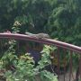 My neighbor: Mr. Squirrel. 
