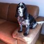 @cabbytel how cute, my sisters dog Bentley love posing to lol great breed of dog 