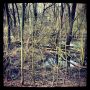Woods