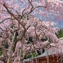 【栃木の桜】太平山の麓に位置する太山寺境内に鎮座するイワシダレザクラ 太平山を訪れた際には是非！