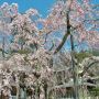 【太山寺のイワシダレザクラ】以前に比べると随分と枝振りが寂しくなってしまいましたが大平山に春の訪れを告げる枝垂れ桜も見頃です！