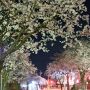 仕事帰りに立ち寄ってきた真岡市・城山公園の夜桜