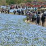 【ひたち海浜公園2016】繰り返しますが平日です 土日とかどうなっちまうんだｗｗｗ 