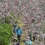 【常陸 風土記の丘】桜のトンネルには橋が架かっているのでお手軽に見下ろす事ができます