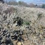 まもなく見頃を迎える茨城の筑波山梅林 山の斜面にありますので健脚な方向けかも♪
