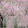 【石岡市・常陸風土記の丘】枝垂れ桜のトンネル 空が真っ白だったので入念に隙間なく花がフレームを埋め尽くすポイントを探して撮ったったｗ 