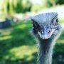 hello