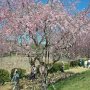 【常陸 風土記の丘】桜の傘が青空に映えてとっても綺麗♪ 