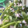 Wow, my lemon thyme flowers taste delicious as well as looking beautiful! 