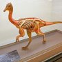 【那須野が原博物館 大恐竜展Ⅱ】カットモデル風のペレカニミムスの復元模型 