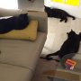 Lately, all our black moggies have been hingin aboot the gither. Alan, the feral, is sporting some paper... 