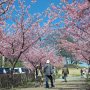【宇都宮城址公園の河津桜】ていうか平日なのに人多すぎぃぃぃぃいいいいいいいい！！！ 周辺道路の渋滞やべぇｗ