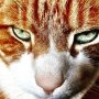 Ché!! Mijn allerliefste kat! #watnee #ja #haha #yess #tijger