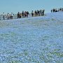 【ひたち海浜公園2016】この日は雲一つない快晴！ 青空とネモフィラの丘が同じ色に！！ 素晴らしい！！！ 