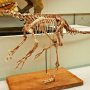 【那須野が原博物館 大恐竜展Ⅱ】ジュラシックパークでもおなじみのヴェロキラプトルさん 