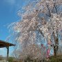 【天平の丘公園】枝垂れ桜も咲き始めました 