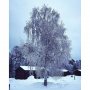 🌲❄️ 🇸🇪
#njutavlandskapen #vandiestadsmensendieopvakantiealleenmaarfotosvandenatuurplaatsen #vasachallenge