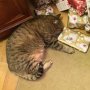 Some cats love their catnip too much... #Junky 