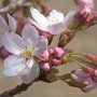 市貝町・記念樹の森の桜開花したー ※今日からしばらく曇り空...(；´Д｀)
