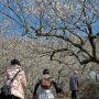 【筑波山梅林2016】まだ2月という事もあってみんな重装備だな... なお半袖のカメラマンもいた模様(ﾎﾞｿｯ