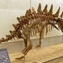 【那須野が原博物館 大恐竜展Ⅱ】ステゴザウルスと同じ剣竜のトゥオジアンゴサウルス 