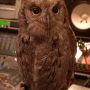 昨夜のカラコル(*ﾟθﾟ) ここ数日、今まで聞いたことない鳴き方する時があるんだけどこれってまさかの発情期？...
