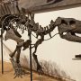 【那須野が原博物館 大恐竜展Ⅱ】鳥脚類に属するラブドドン 栃木県立博物館所蔵 