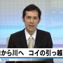 コイのお引越し