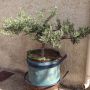Bonsai olijfboom. 