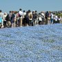 【ひたち海浜公園2017】まさに聖地巡礼ｗ 