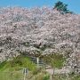 【権現堂桜堤】あと1日天気が保てば・・・ ちょうど良かっただろうになぁ