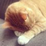 Looks like me and the cat share the same jetlag.