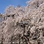 【栃木の桜】佐野市・西光院の枝垂れ桜 その美しさ滝のごとし