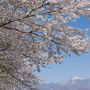 【栃木の桜】日光市・大谷川グリーンパークの桜 県内でも最終盤となる日光の桜も是非見て頂きたいです