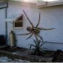 Real spider from America eats cats and dogs so beware 