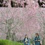 【石岡市・常陸風土記の丘】地元の人に言わせると今年は花の付き方が悪いらしい これでも十分に綺麗だけどね 