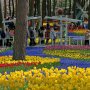 【ひたち海浜公園2016】フラワーガーデンにはムスカリの川が流れる 