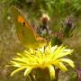 Vlinder #natuur #vlinder #geel #polder 