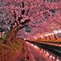 【真岡市・城山公園】いい具合に桜が咲いてる所を見つけたんだが圧倒的光量不足・・・ もっと街灯なり提灯をだな...(；´Д｀)