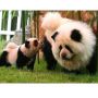 Is it a panda, is it a dog?! Hebben!