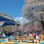 【天平の丘公園の八重桜】イベント会場 出来上がっちゃってる方多数ｗ 