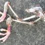 Maar... wat was het?