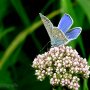 Het Icarusblauwtje vind je vanaf nu in de#staatbosbeheer #deweerribben #bezoekerscentrumstaatsbosdeweerribben #klein #fijn #natuur #nature #holland #netherland #zomer  #buienradar