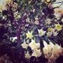 Floripondio
#flower #flor #chile