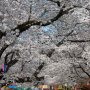 【埼玉県・大宮公園の桜】家を出た時は空が霞まくっていて天気はあんまり期待しなかったけど結果快晴になってくれてホントに良かった 週末もこれくらい晴れてよ！ 