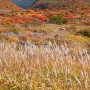 【茶臼岳の紅葉】涼しげにススキもたなびく 